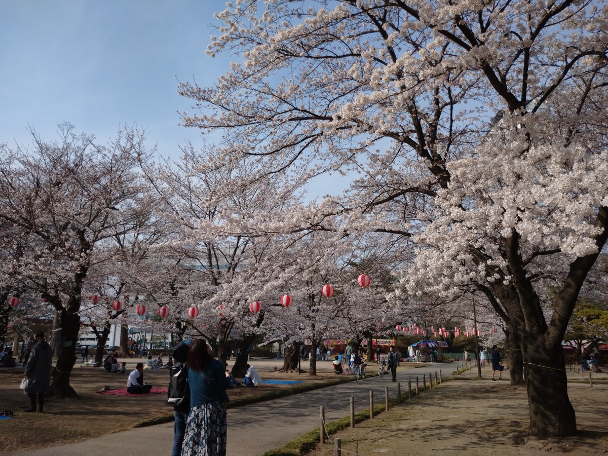 高崎の桜