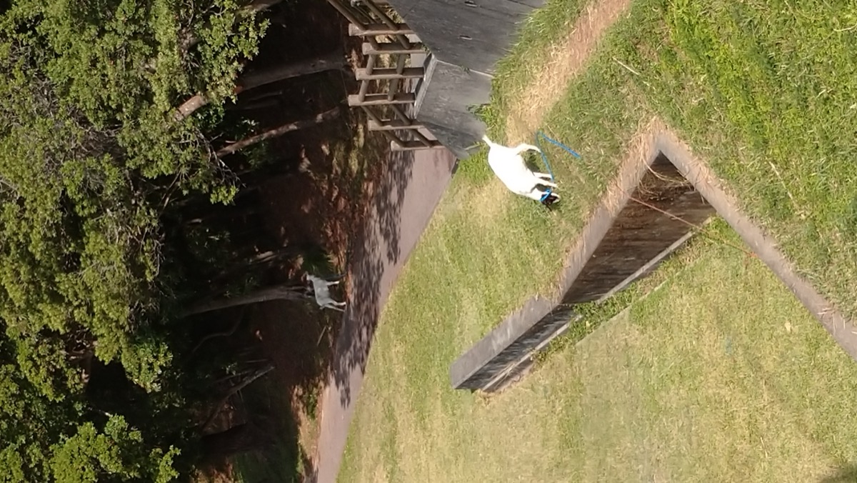ヤギ