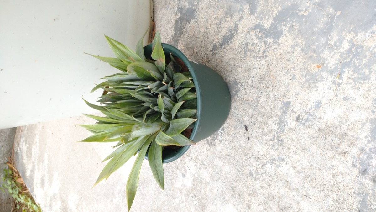 鉢植えパイナップル