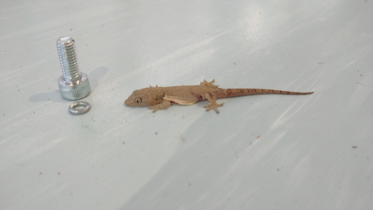 ヤモリの赤ちゃん