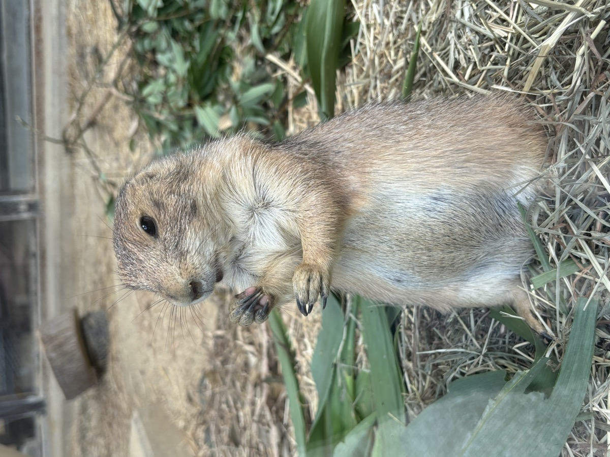 東山動物園