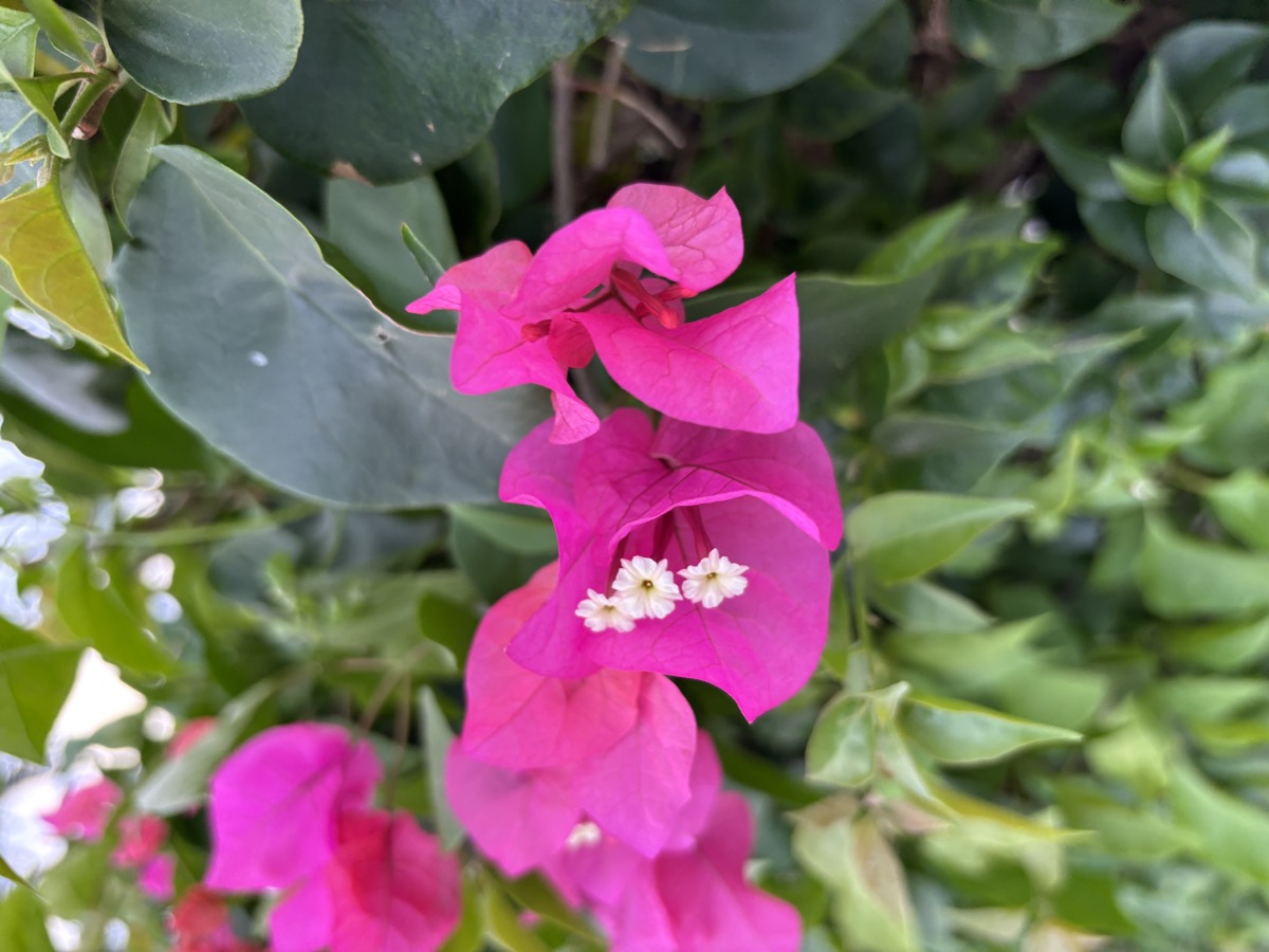 変わった花